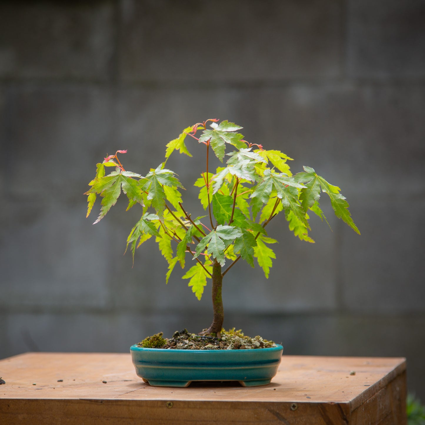 Small maple bonsai (SMB011)