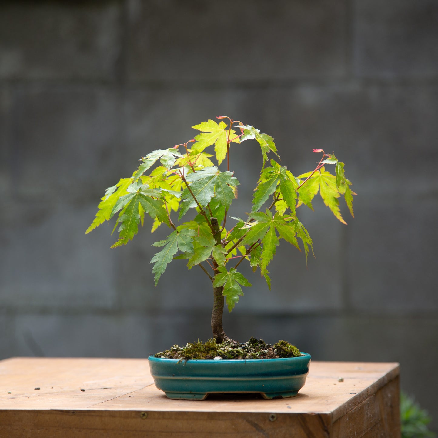 Small maple bonsai (SMB011)