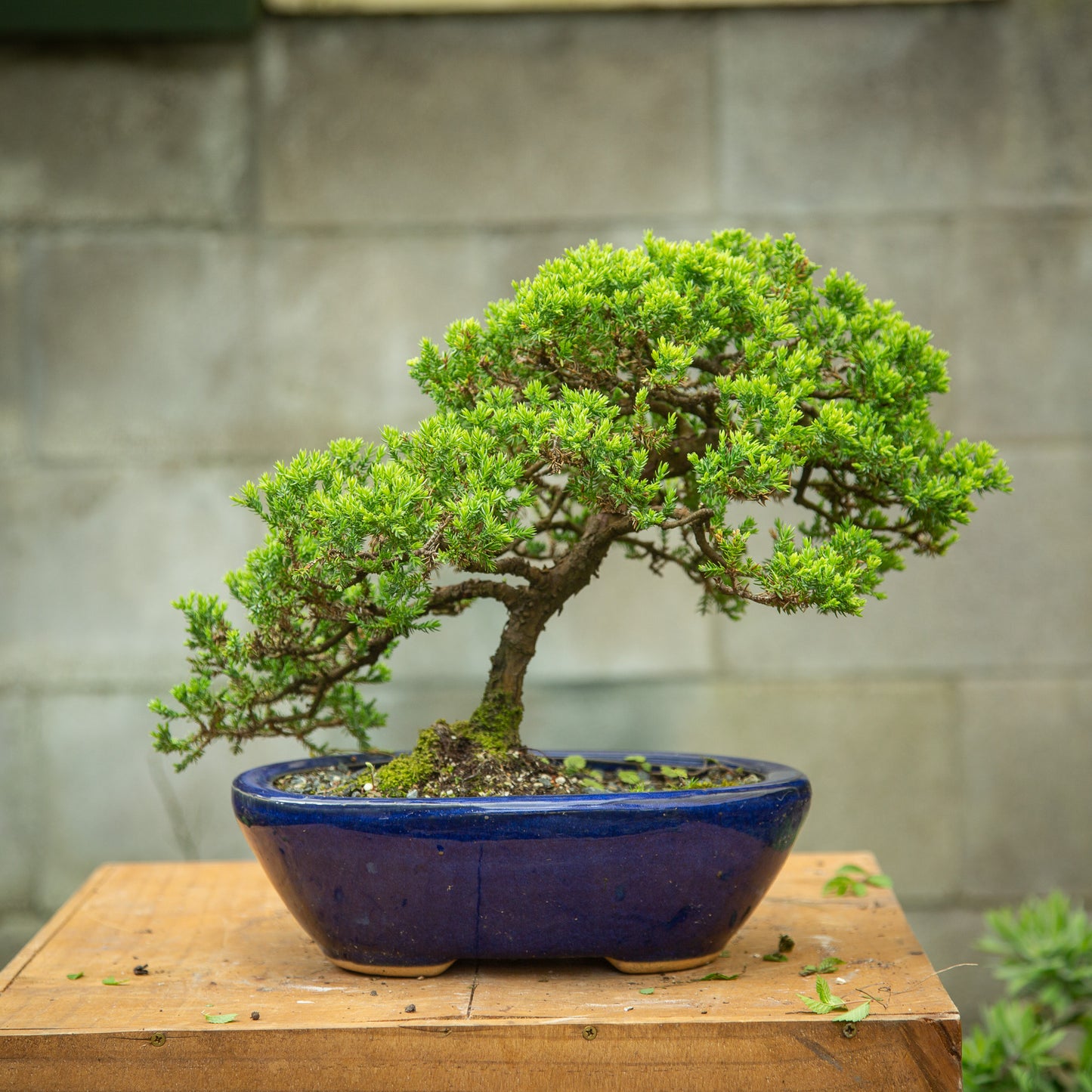 Juniper Bonsai