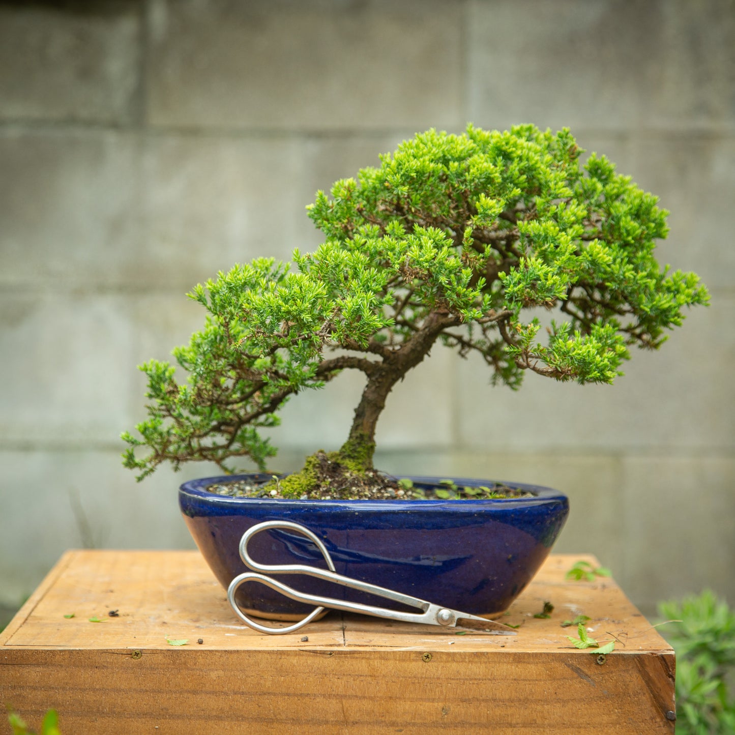 Juniper Bonsai