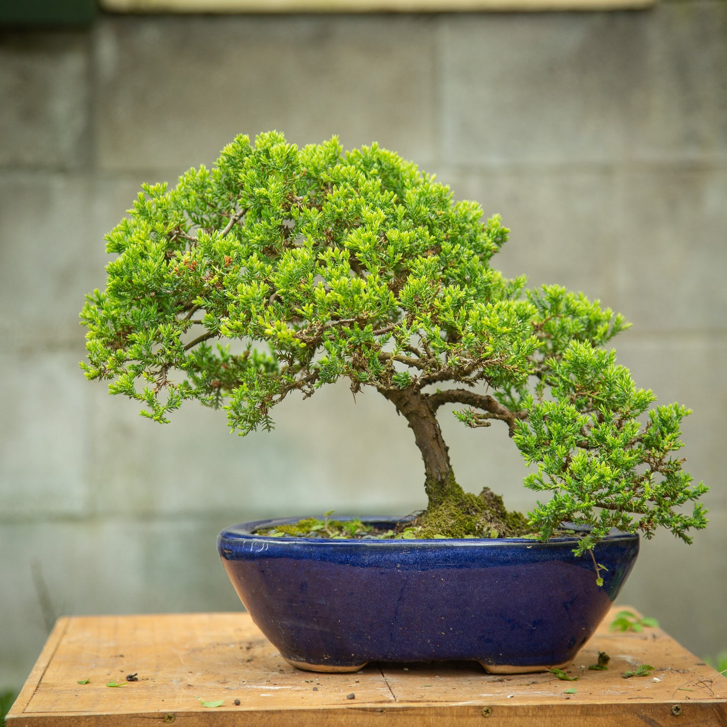 Juniper Bonsai