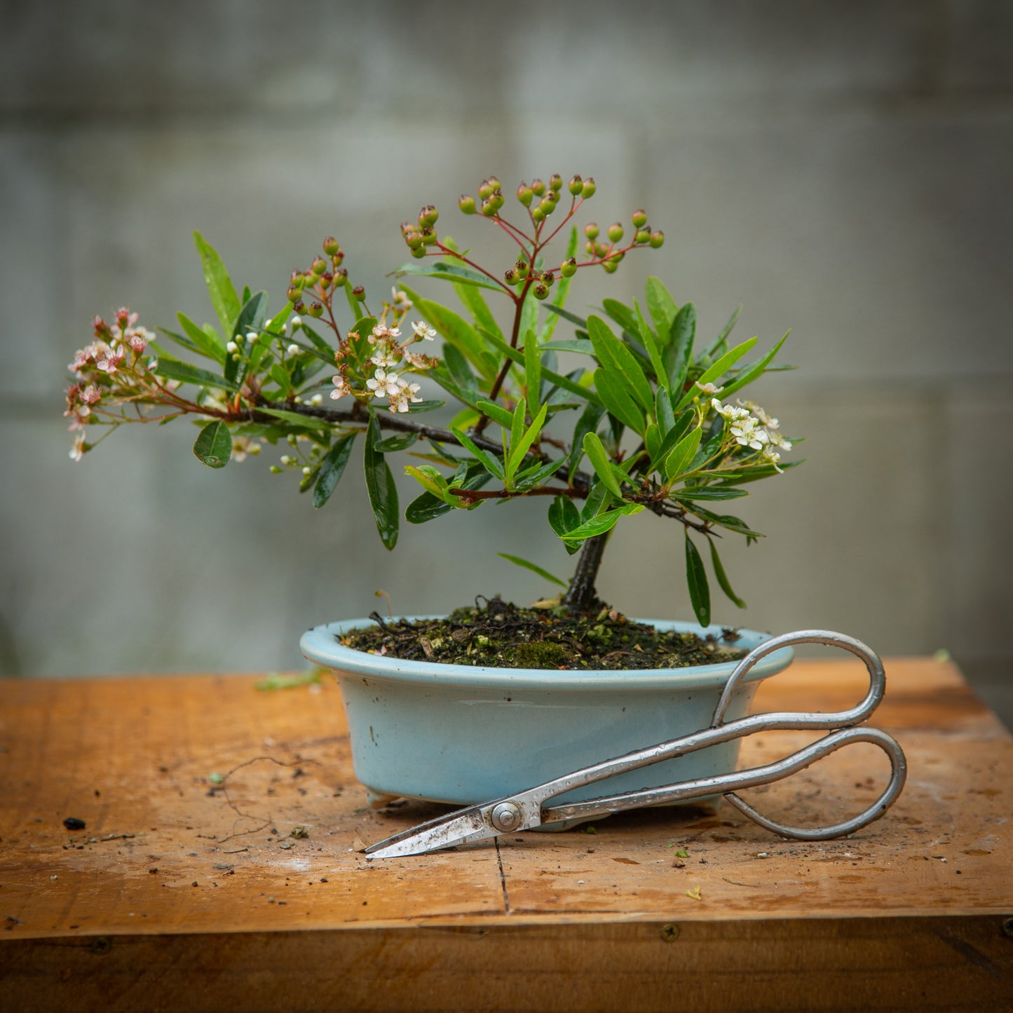 Pyracantha Bonsai (PB003)