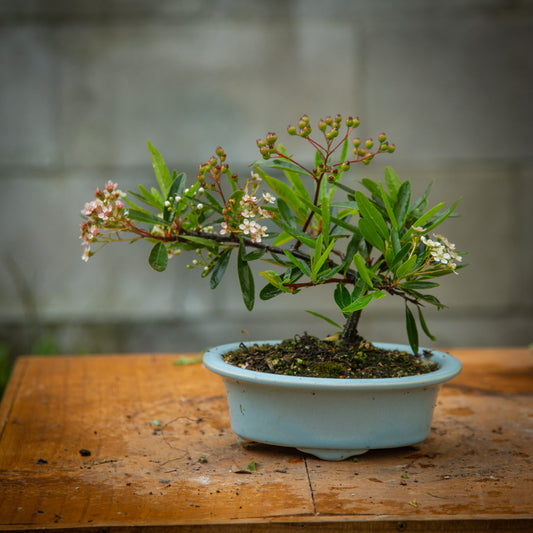 Pyracantha Bonsai (PB003)