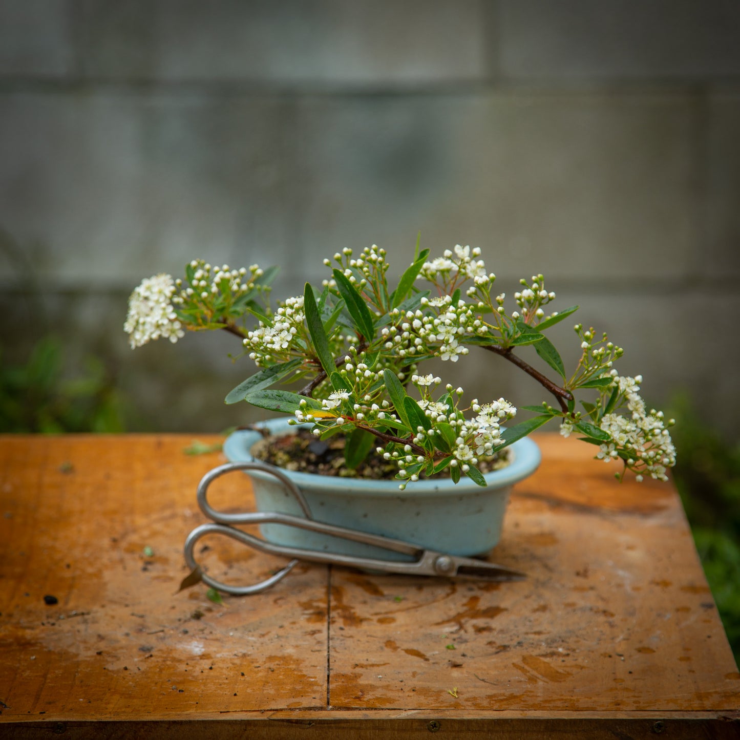 Pyracantha Bonsai (PB004)