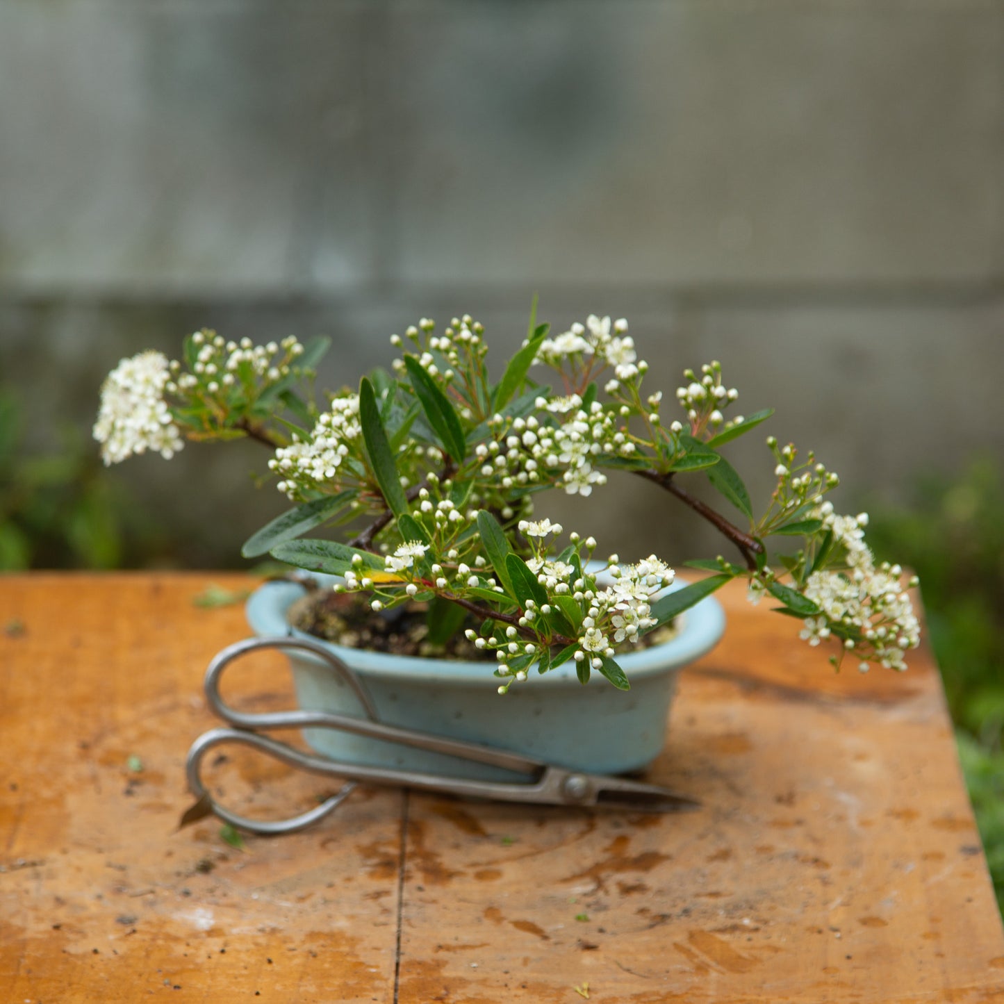 Pyracantha Bonsai (PB004)