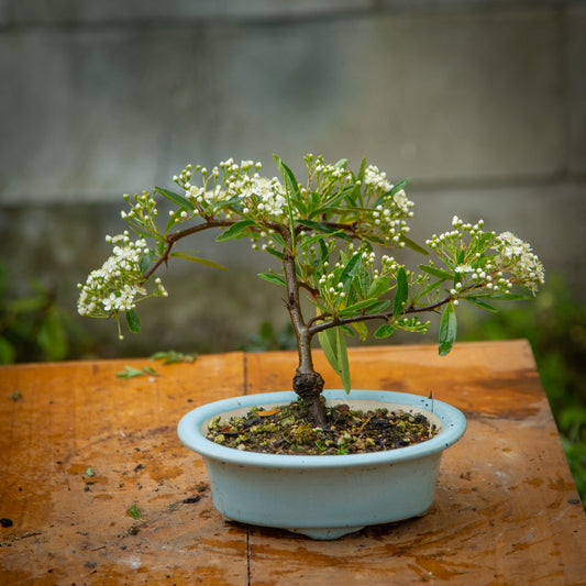 Pyracantha Bonsai (PB004)