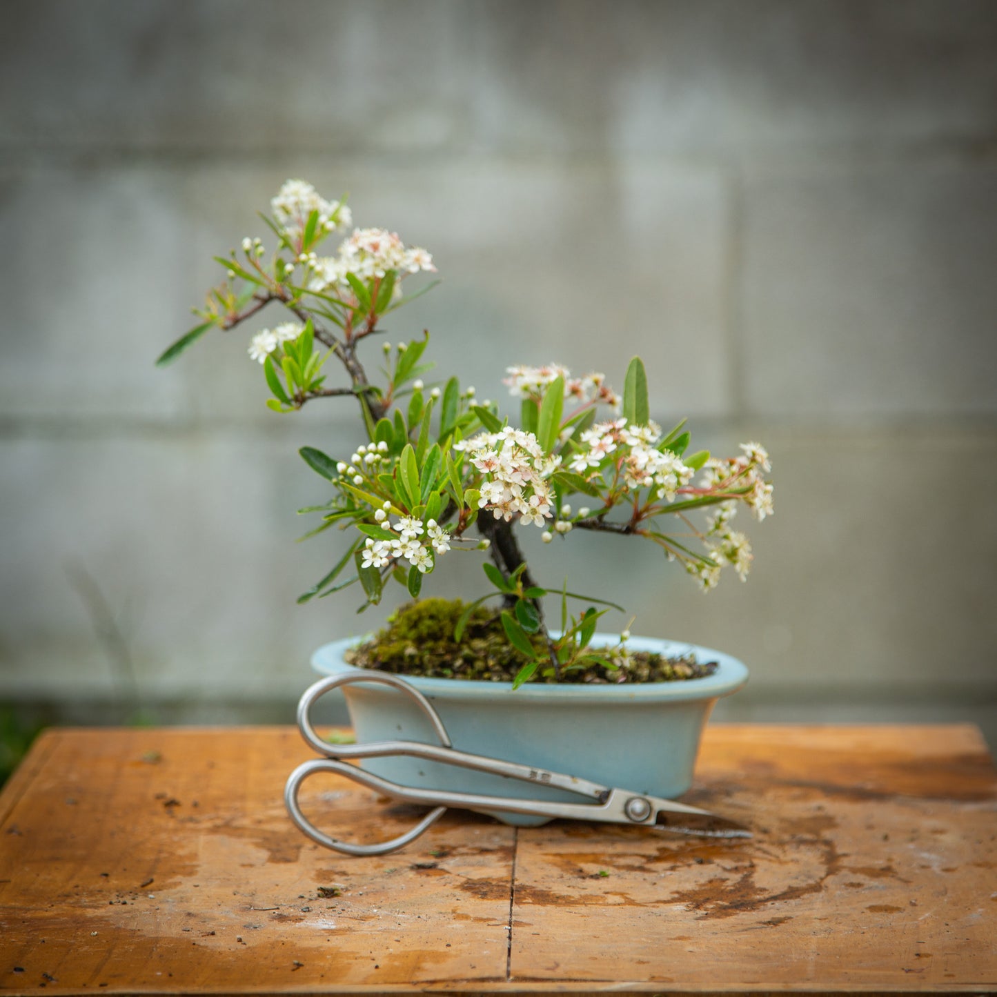 Pyracantha Bonsai (PB005)