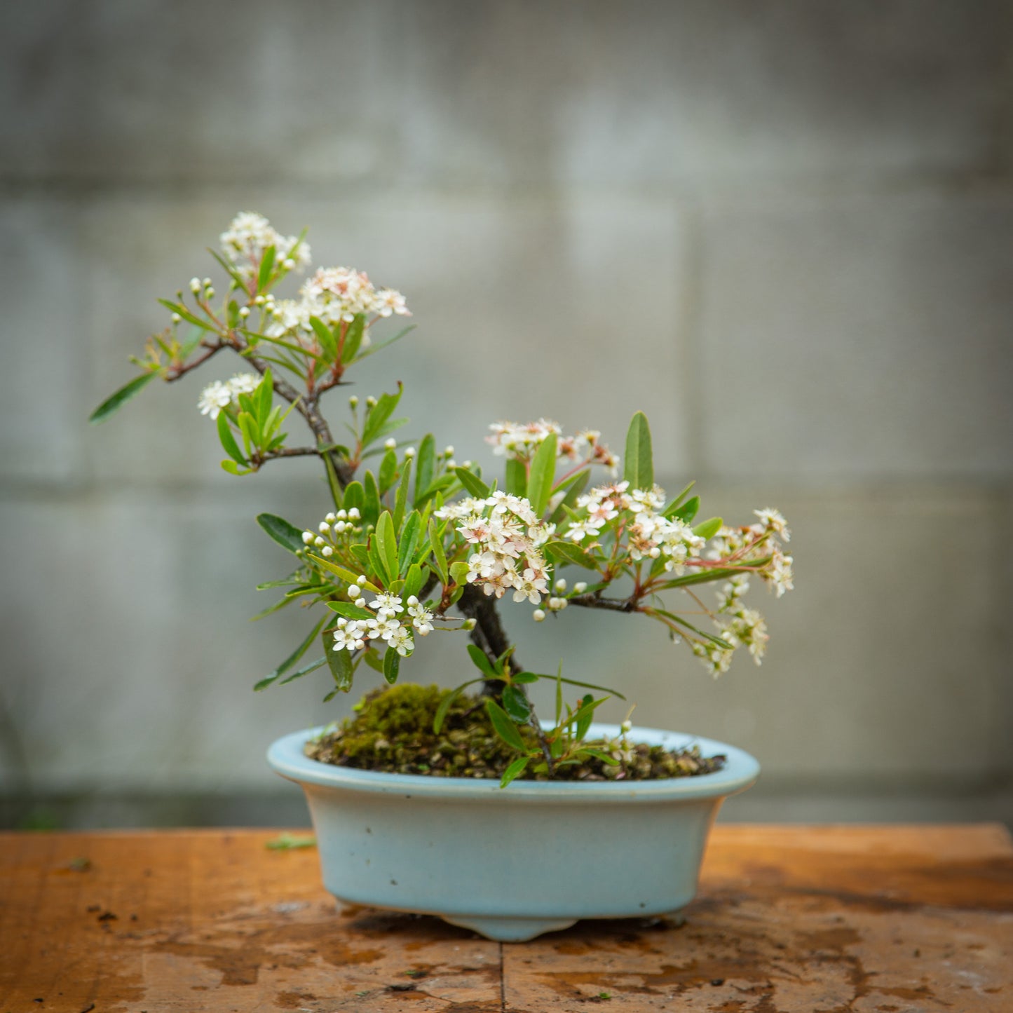 Pyracantha Bonsai (PB005)