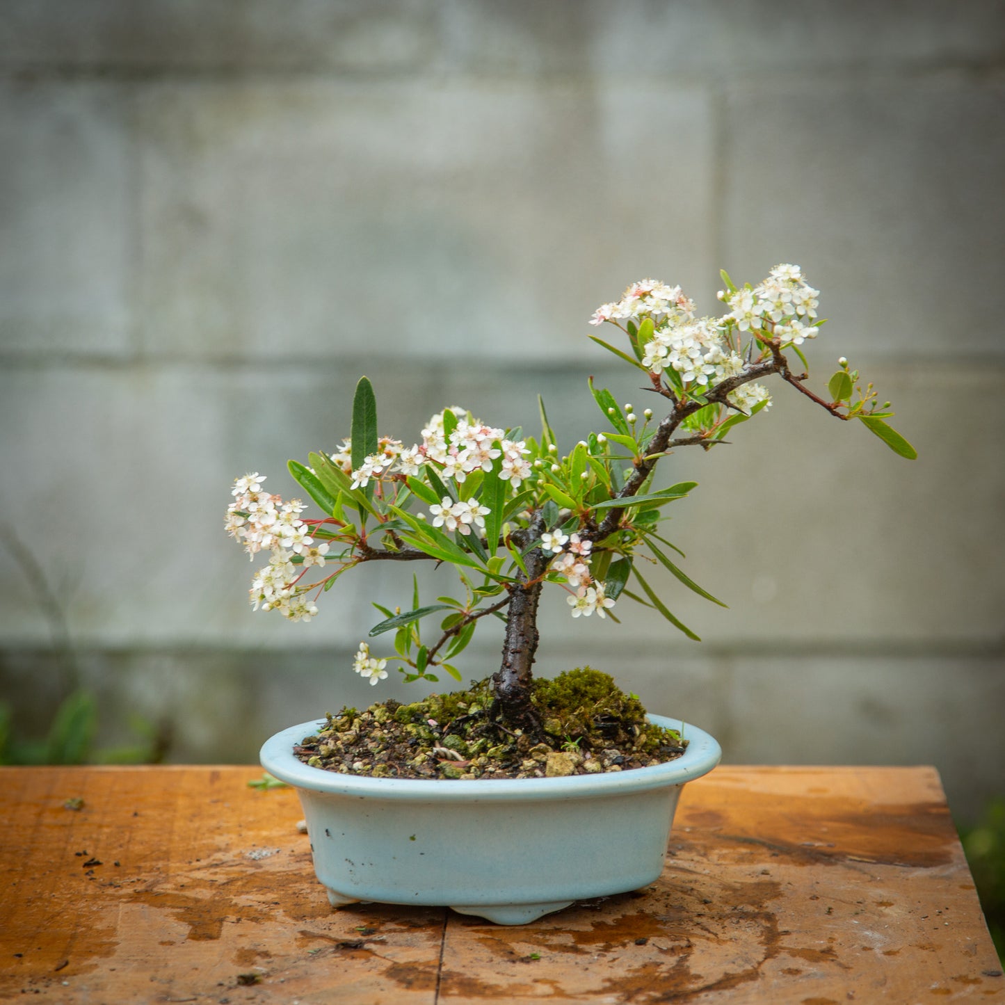 Pyracantha Bonsai (PB005)