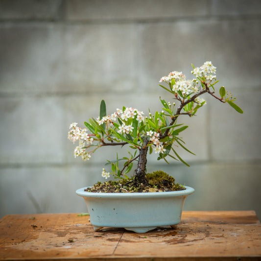 Pyracantha Bonsai (PB005)