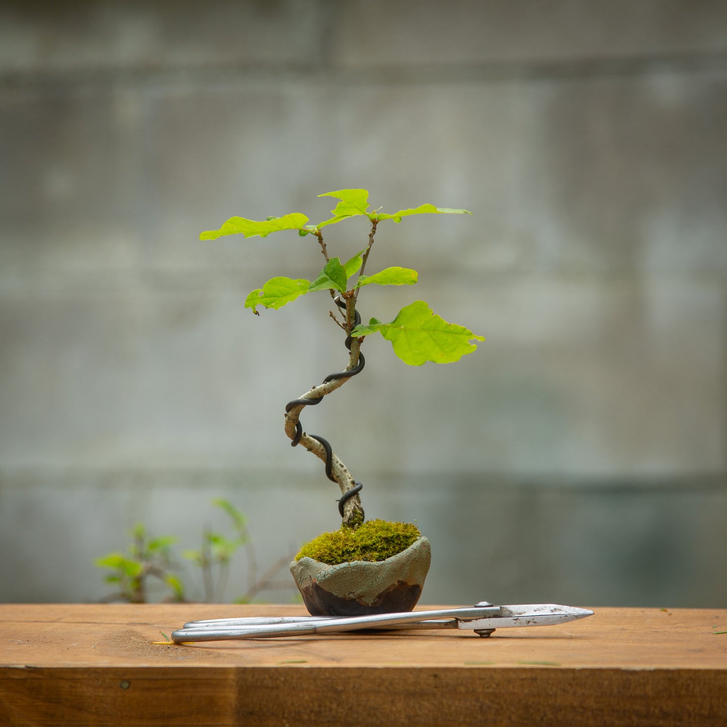 Small Oak Bonsai (SO002)