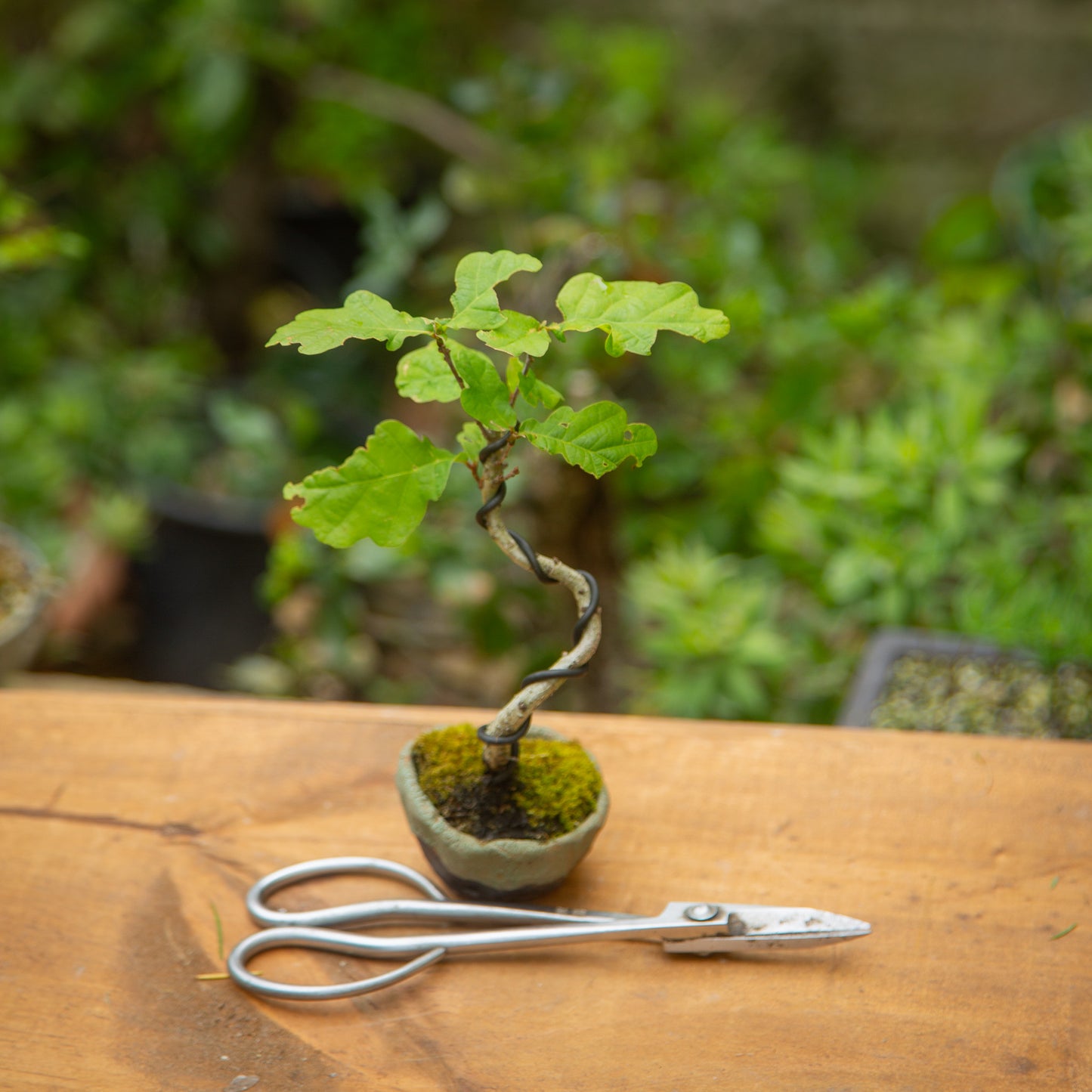 Small Oak Bonsai (SO002)