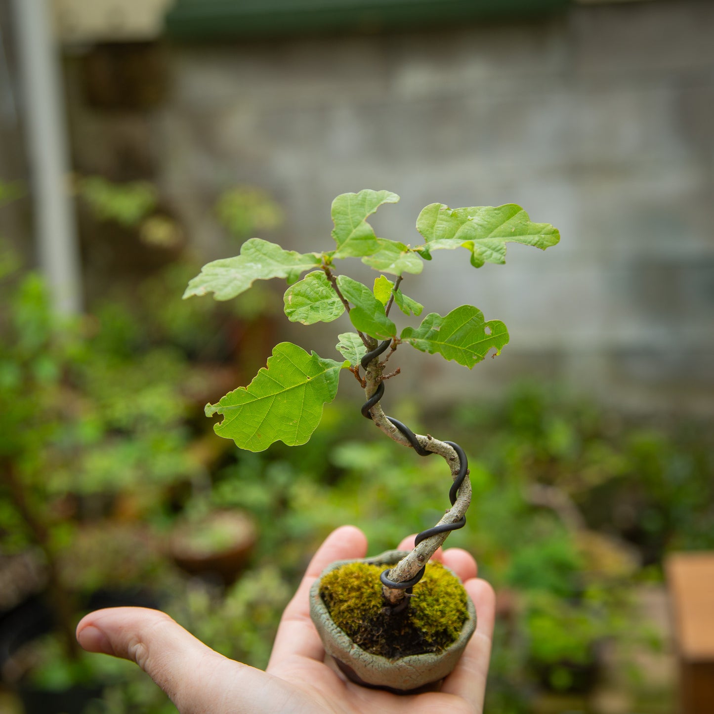 Small Oak Bonsai (SO002)