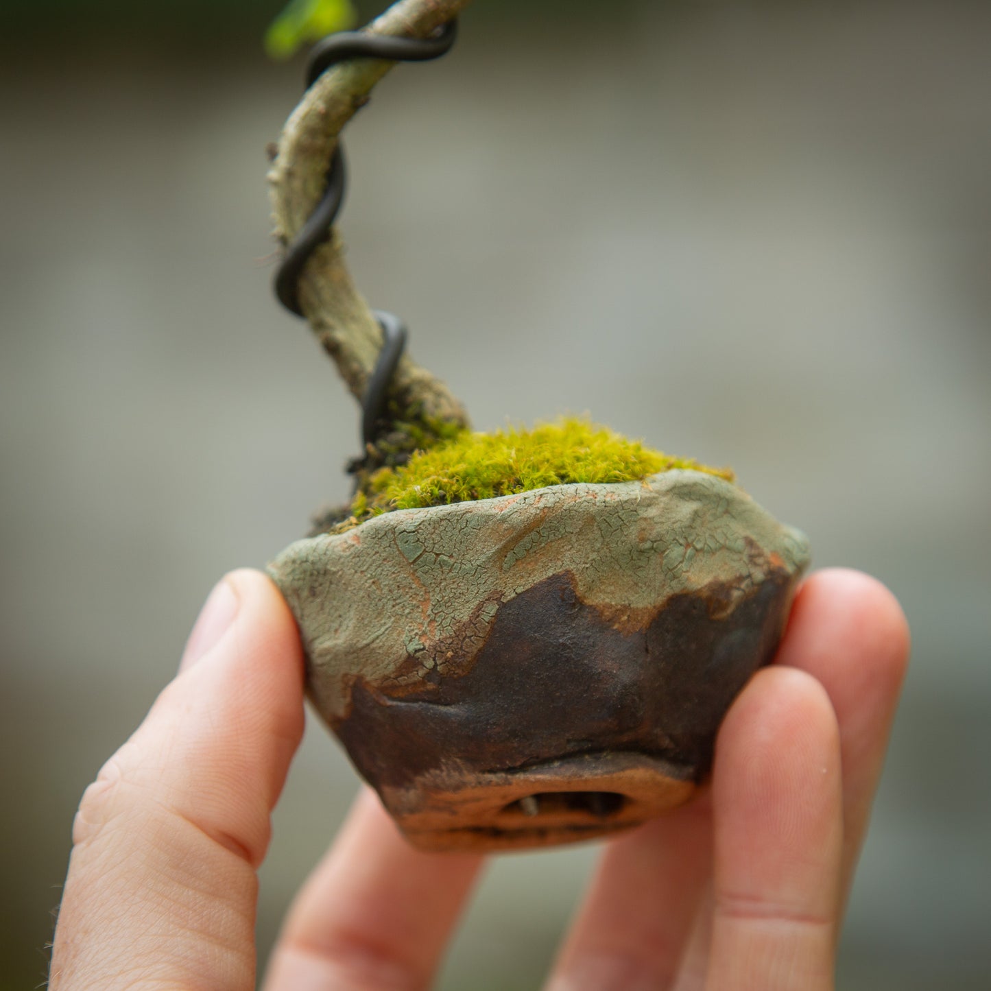 Small Oak Bonsai (SO002)