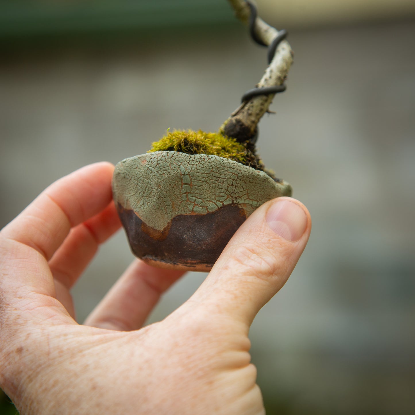 Small Oak Bonsai (SO002)