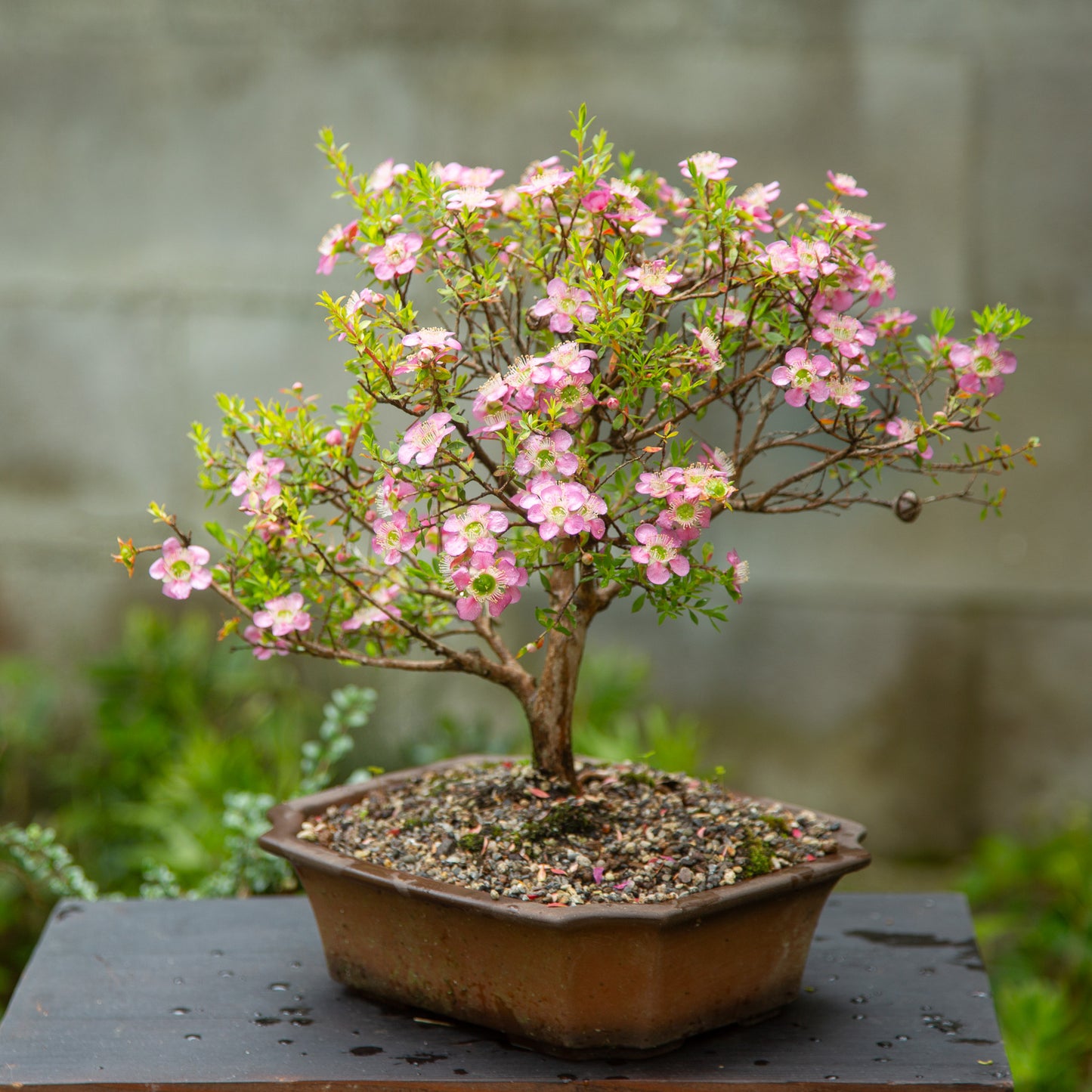 Mānuka Bonsai (MB003)