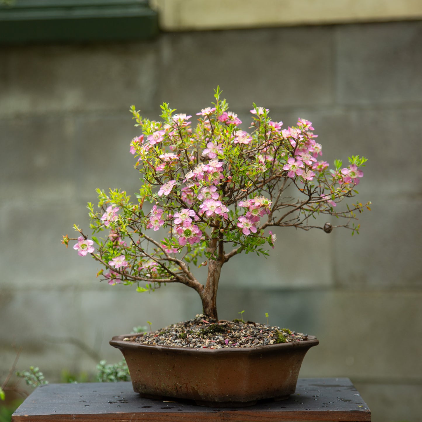 Mānuka Bonsai (MB003)