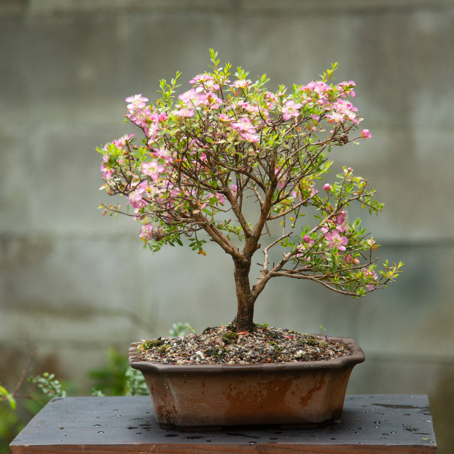 Mānuka Bonsai (MB003)