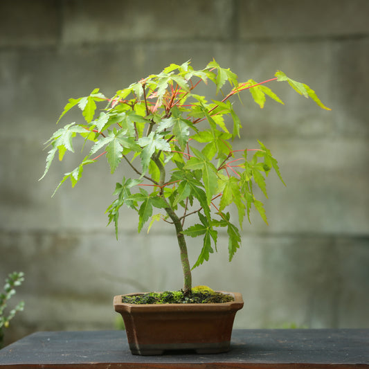 Small maple bonsai (SMB008)