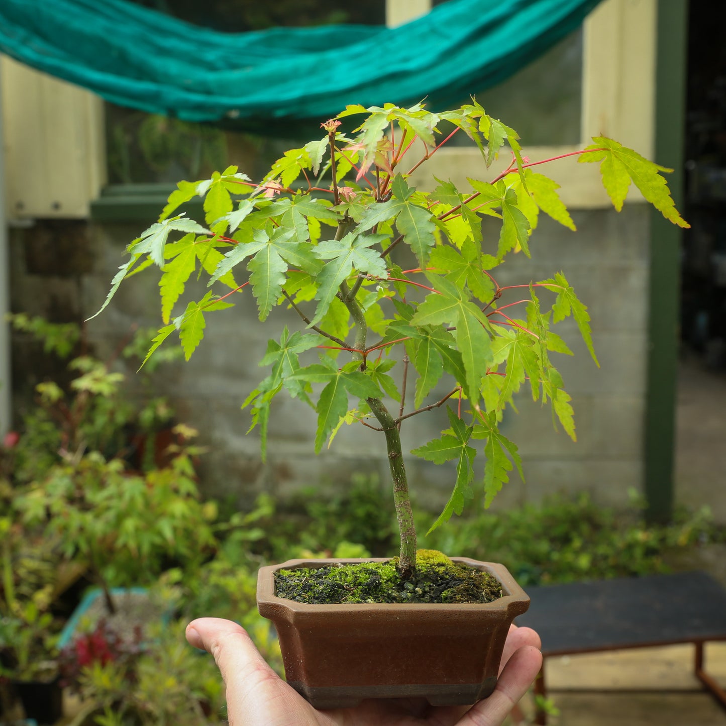 Small maple bonsai (SMB008)