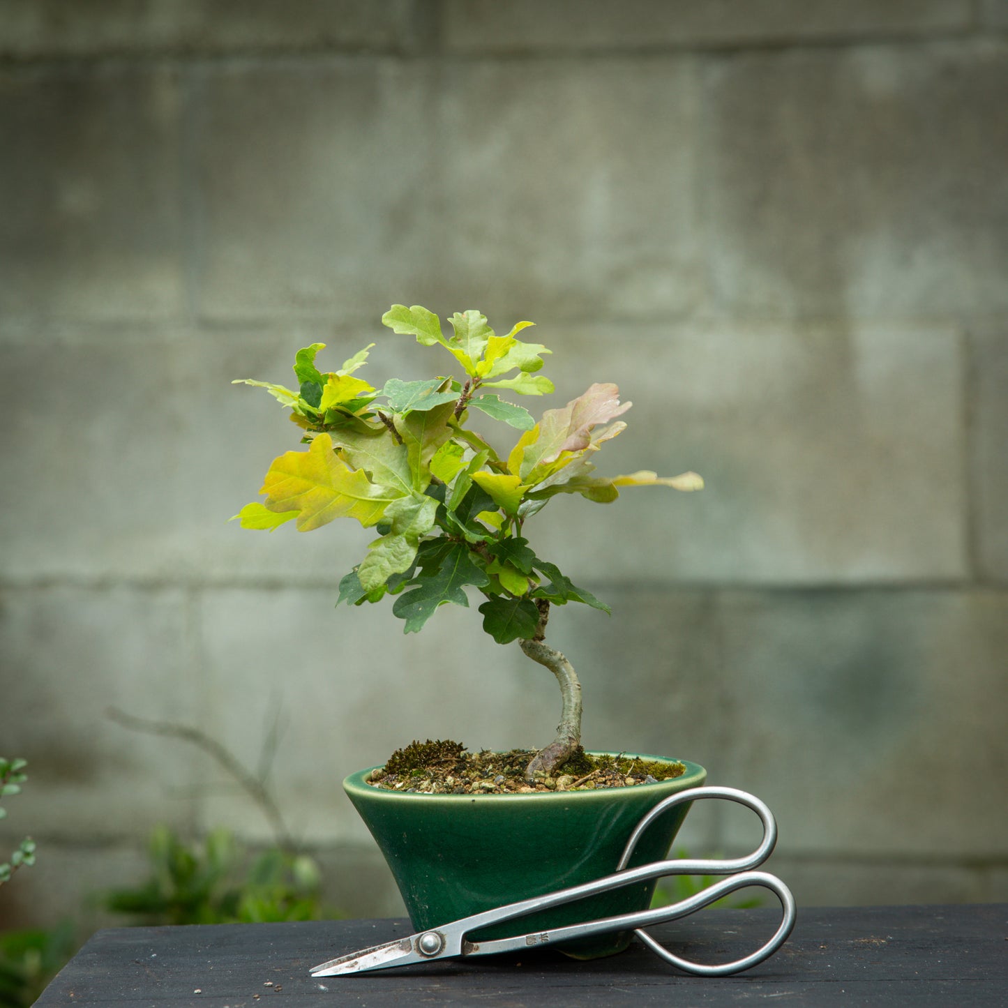 Small Oak (SO004)