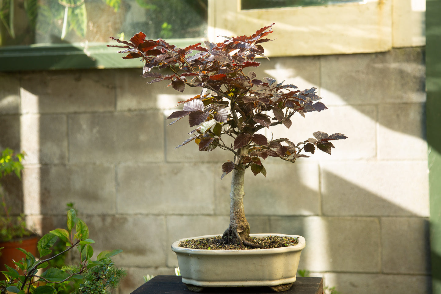 Copper Beech Bonsai (BE001)