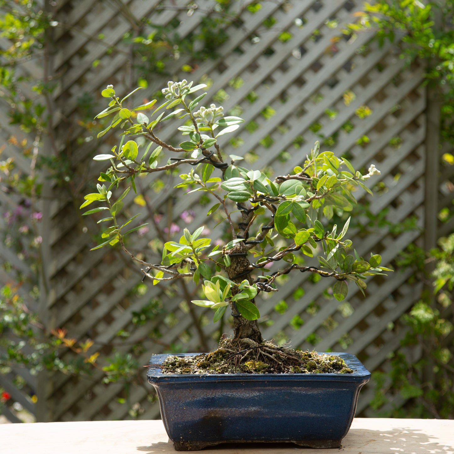 Large Pōhutukawa Bonsai (LP001)