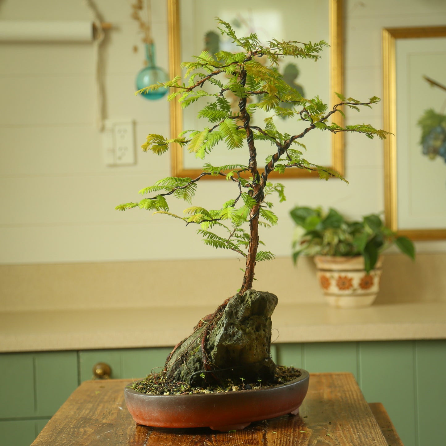 Root over rock Dawn Redwood (RDR002)