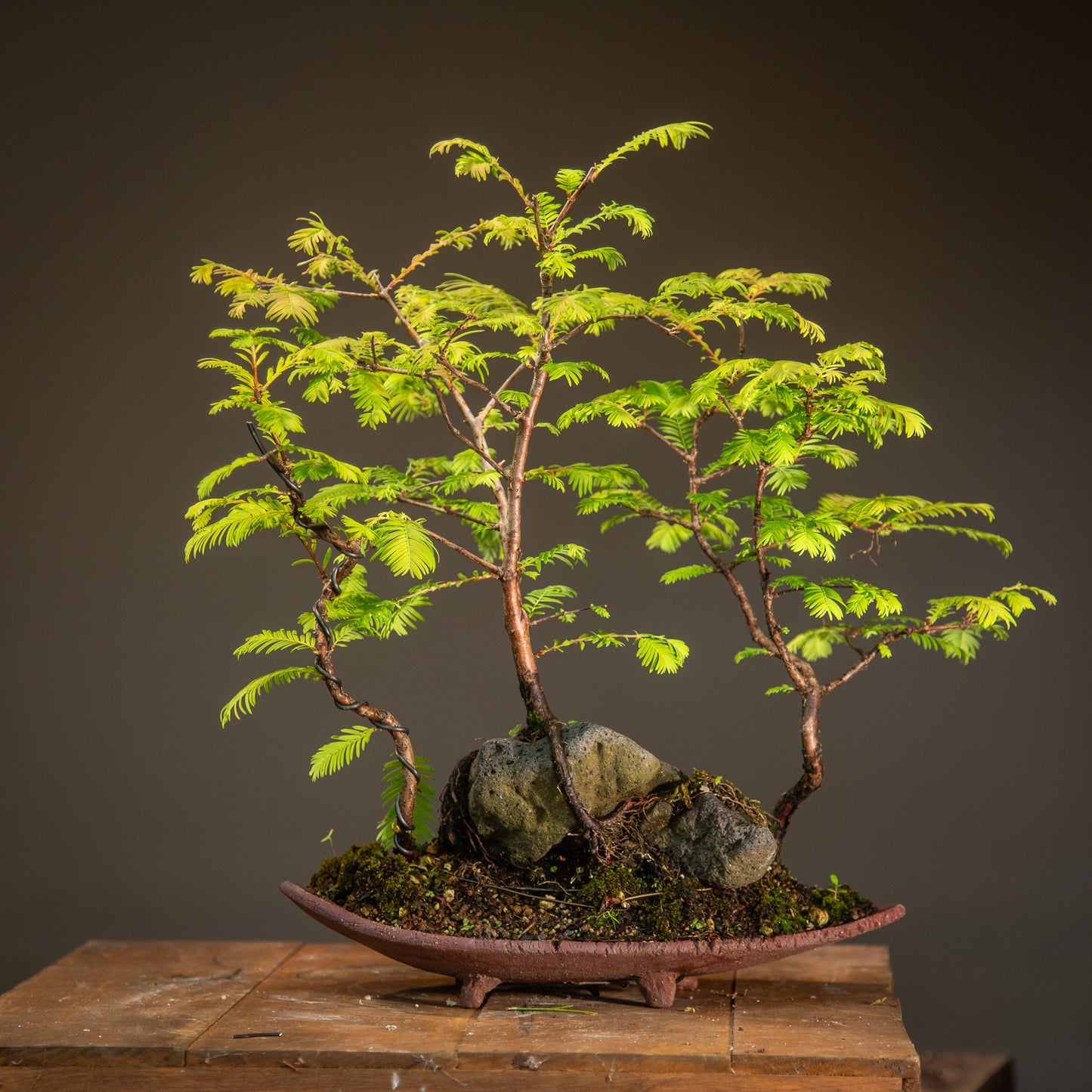 Elegant Dawn Redwood Clump