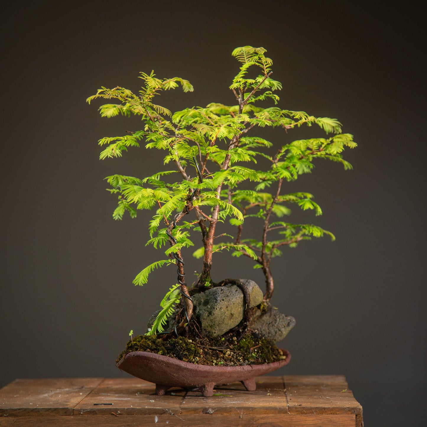 Elegant Dawn Redwood Clump