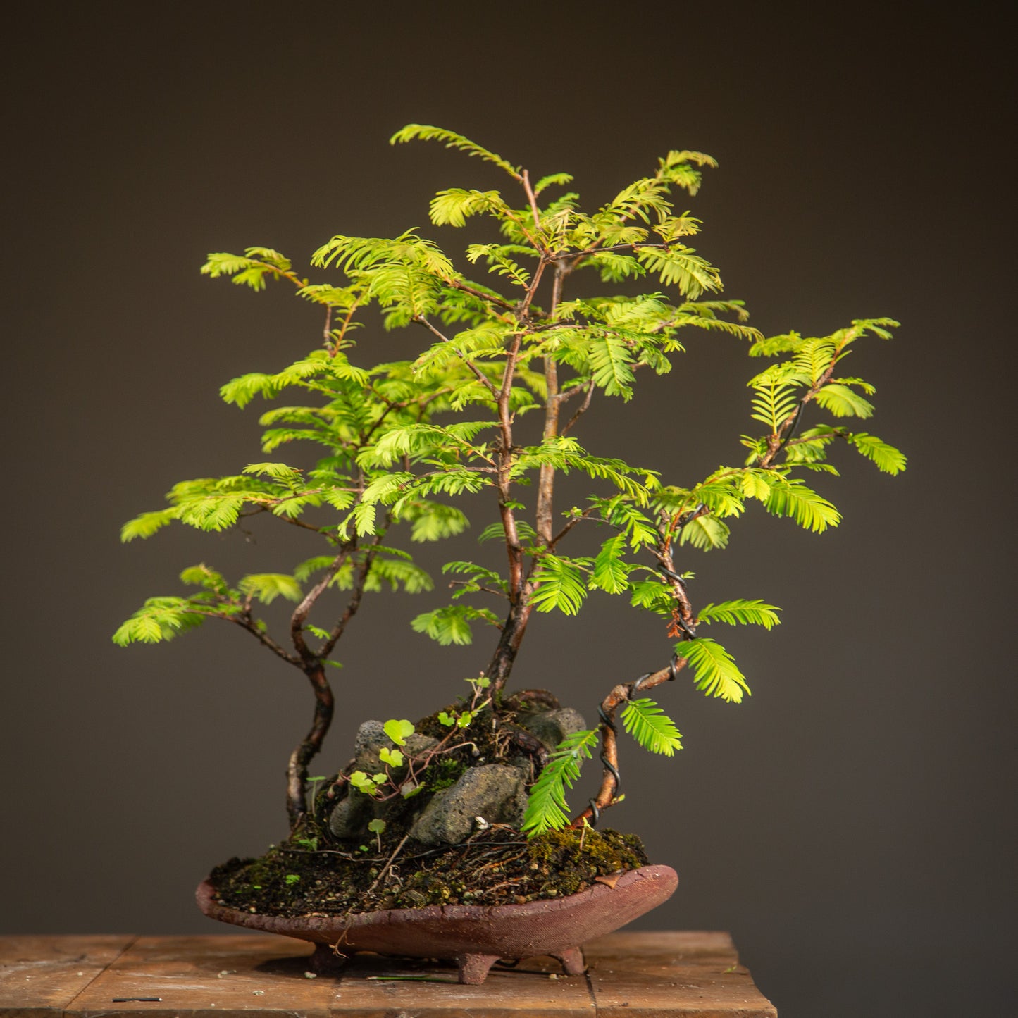Elegant Dawn Redwood Clump