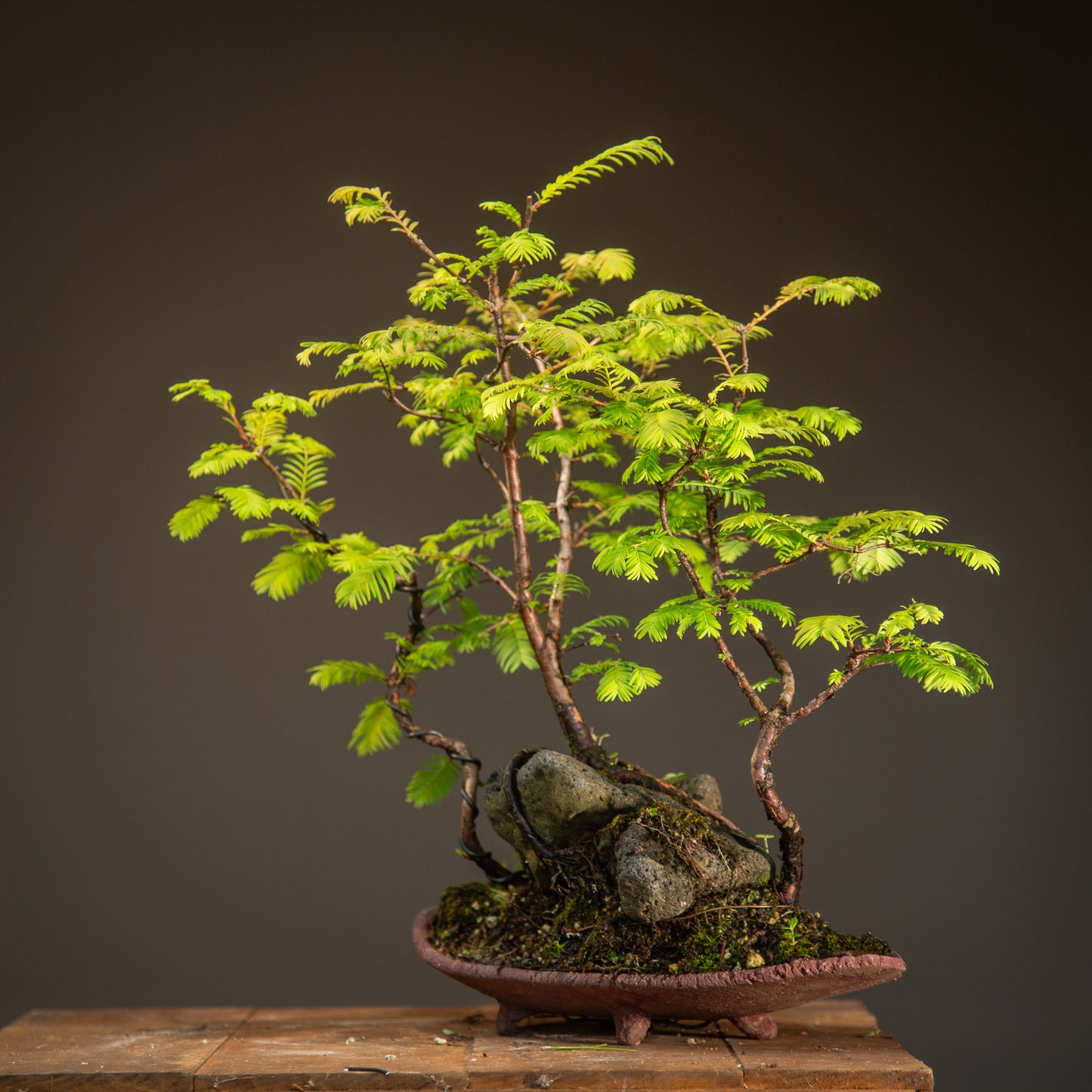 Elegant Dawn Redwood Clump