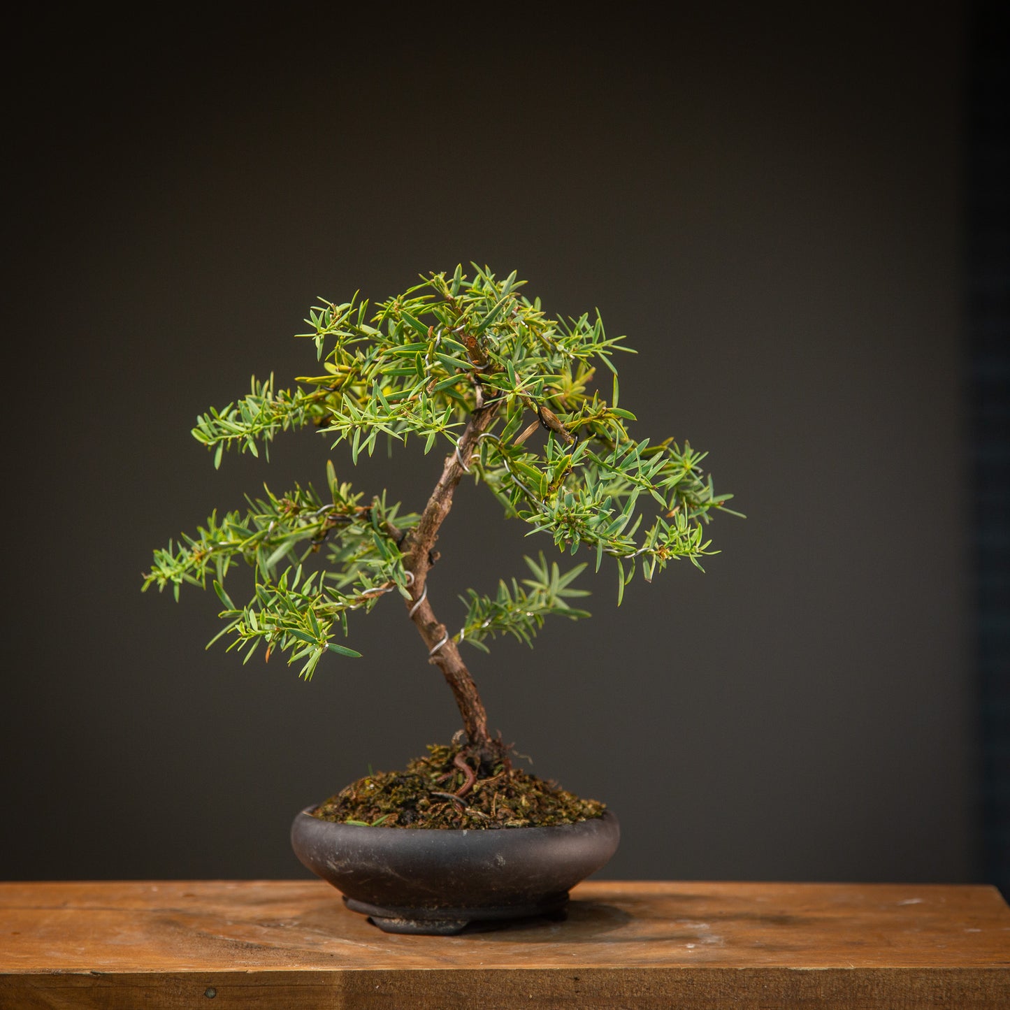 Small totara bonsai (STB003)