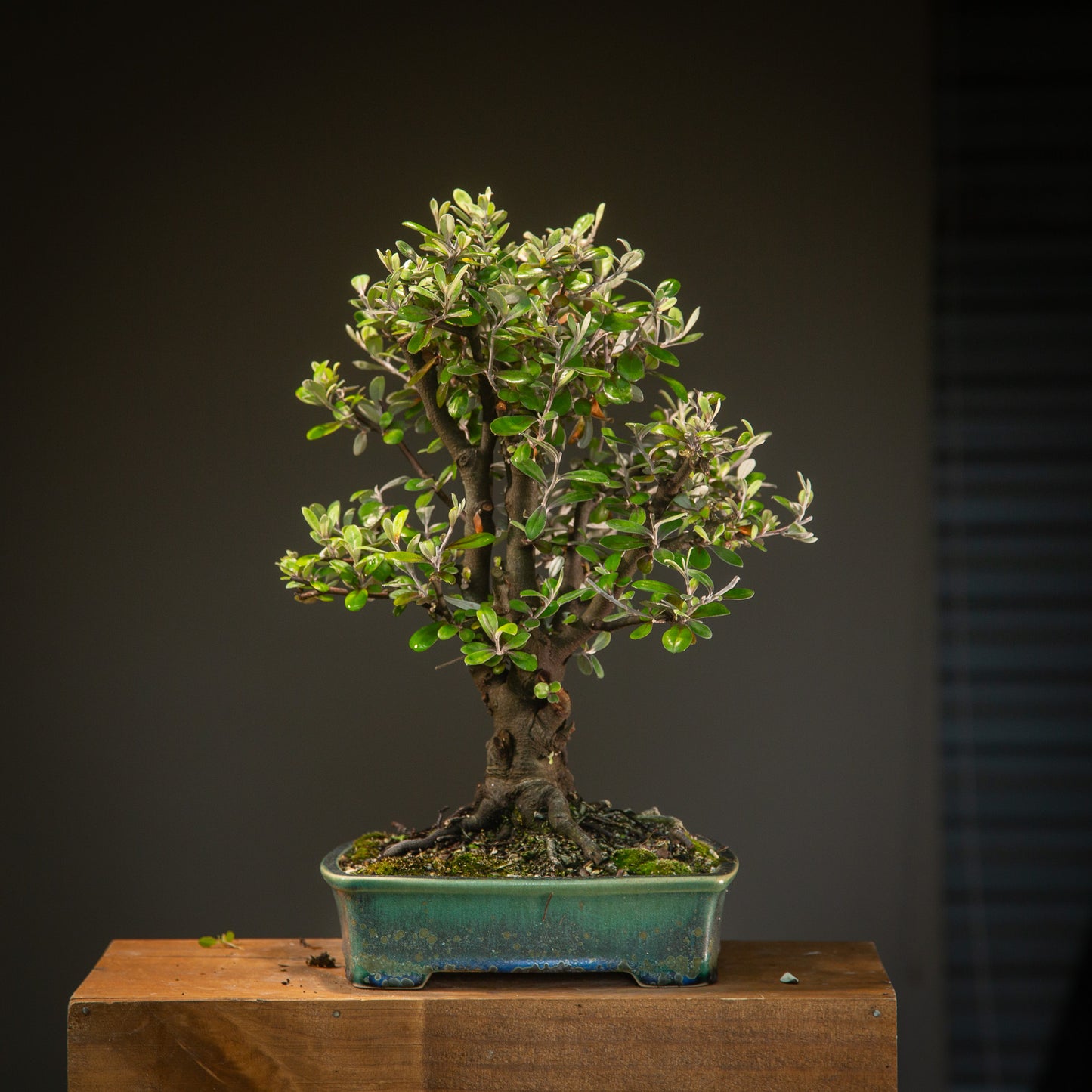 Large Native Corokia Bonsai (LCB002)