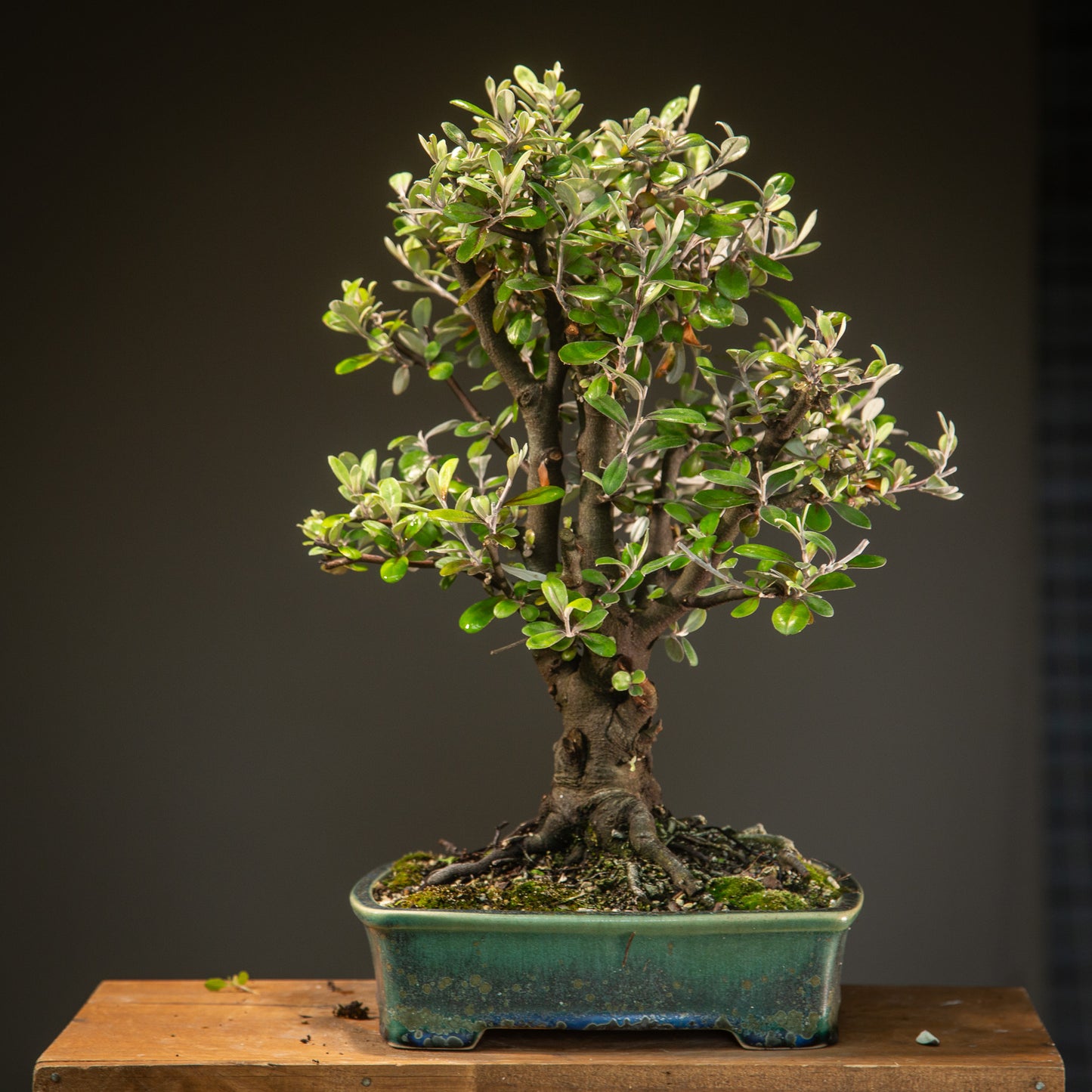 Large Native Corokia Bonsai (LCB002)