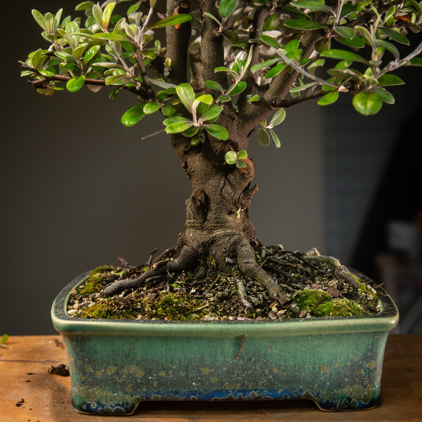 Large Native Corokia Bonsai (LCB002)