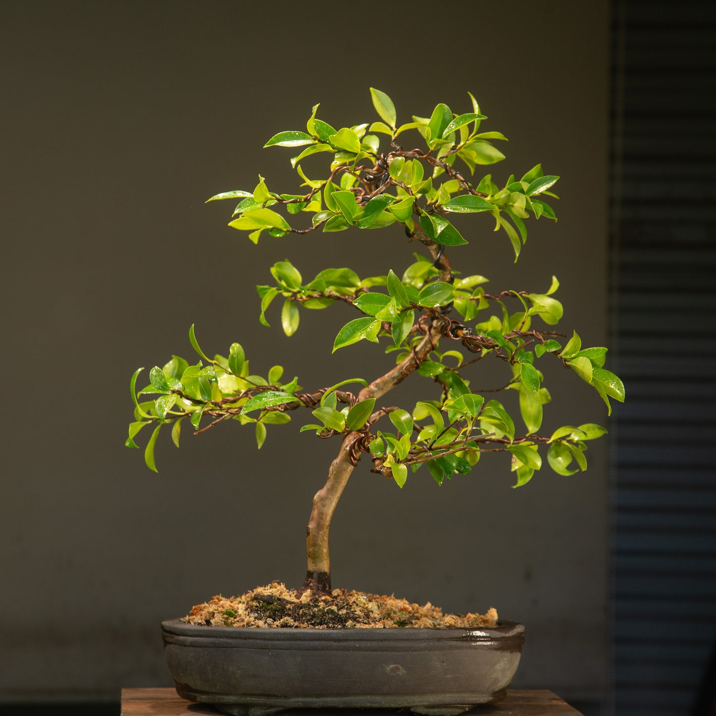Large Flowering Camellia (CA002)