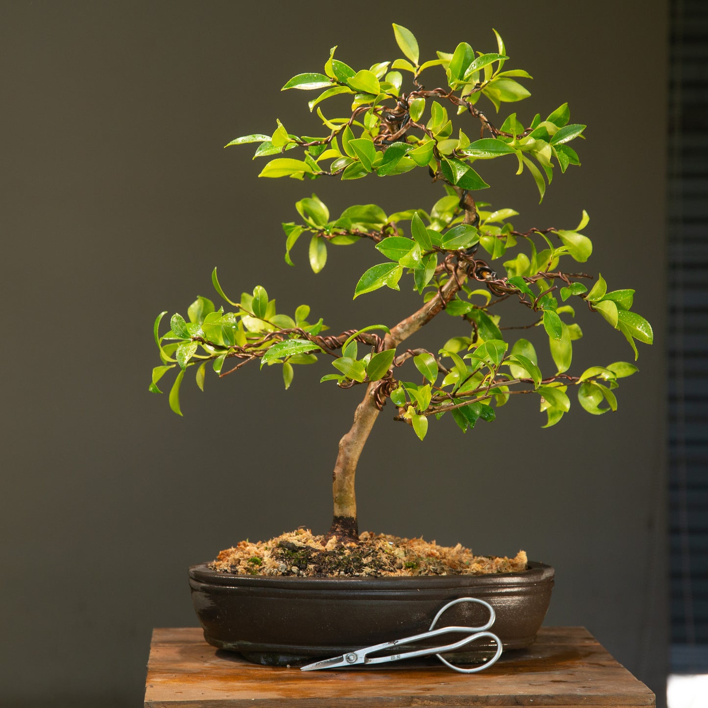 Large Flowering Camellia (CA002)