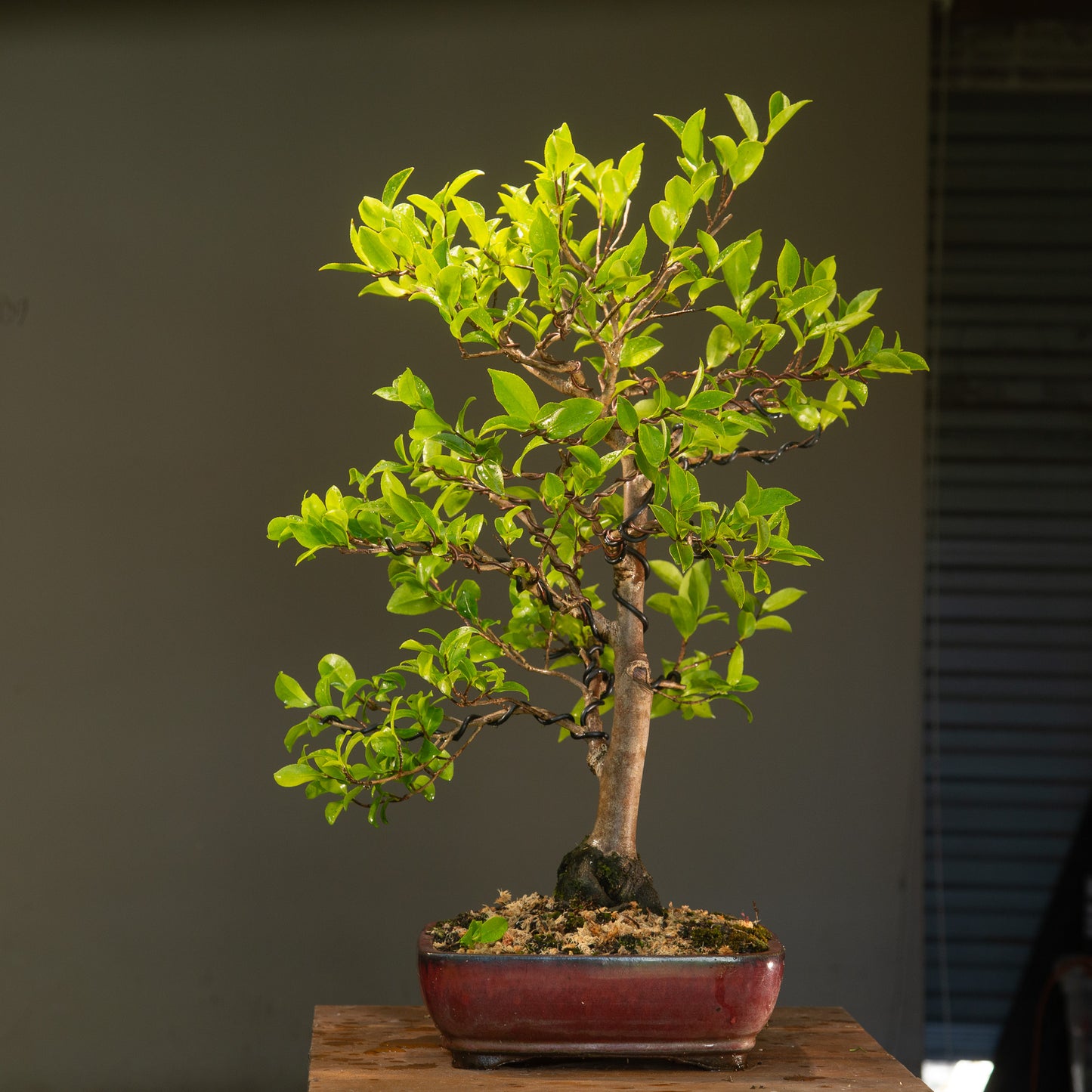 Large Flowering Camellia (CA003)