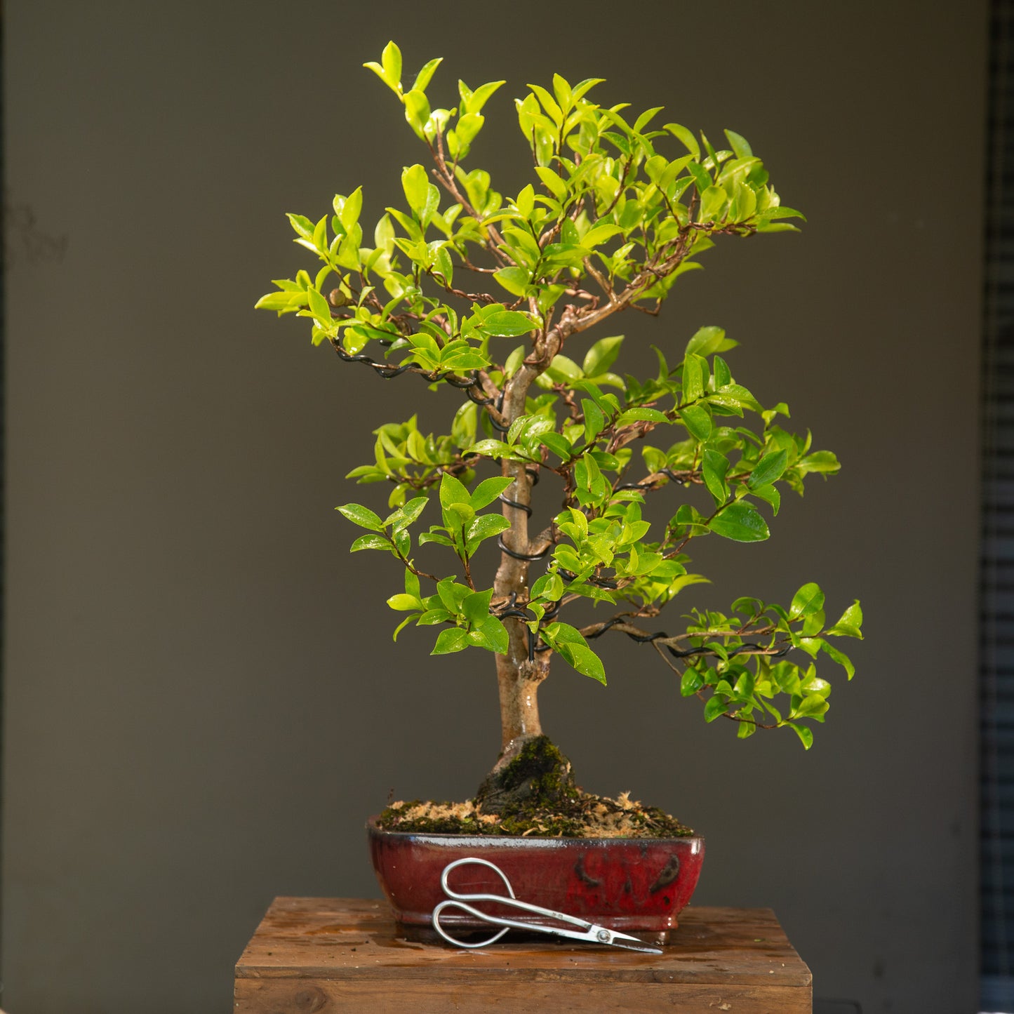 Large Flowering Camellia (CA003)