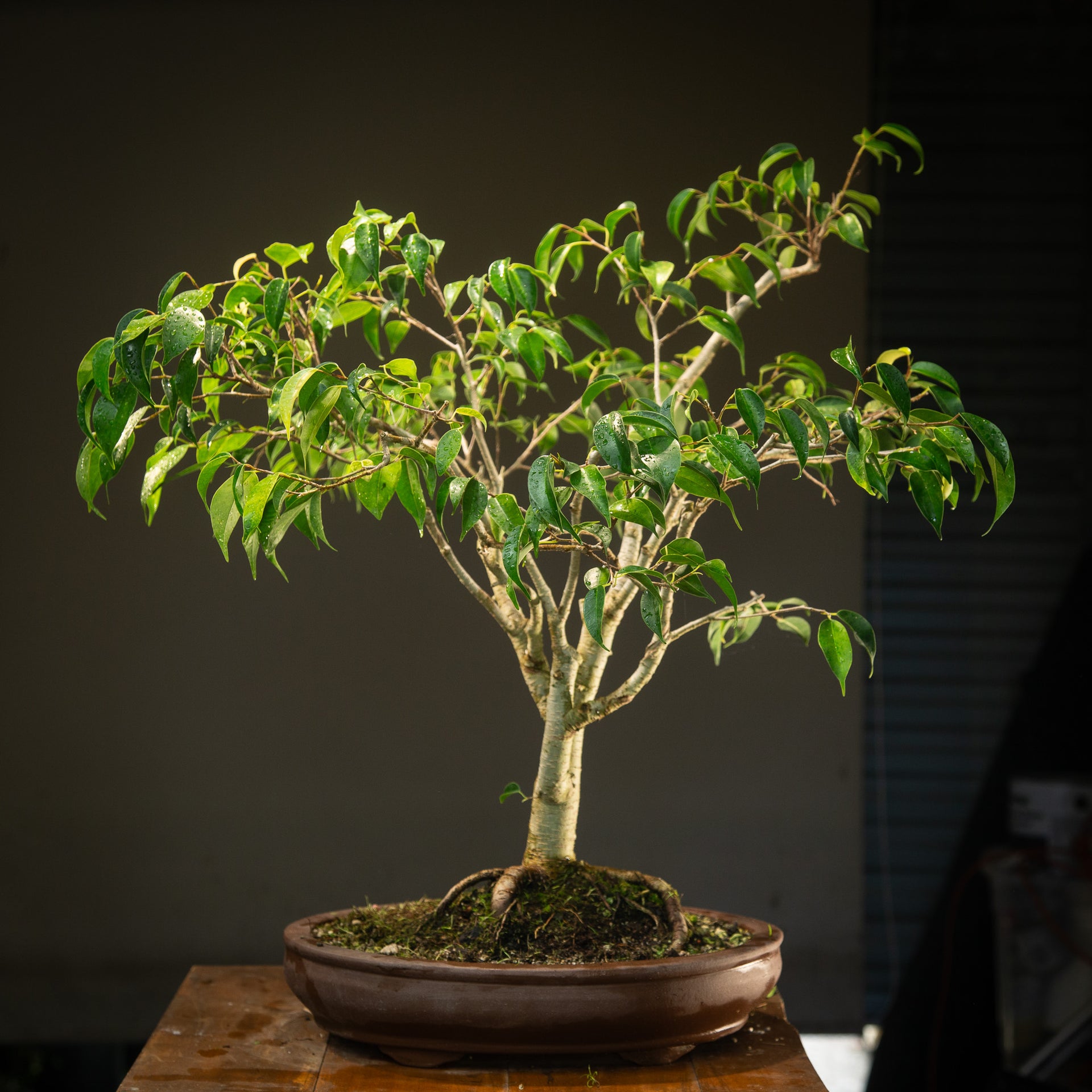 Large Indoor Ficus Bonsai (FI011) – Ecotone Bonsai