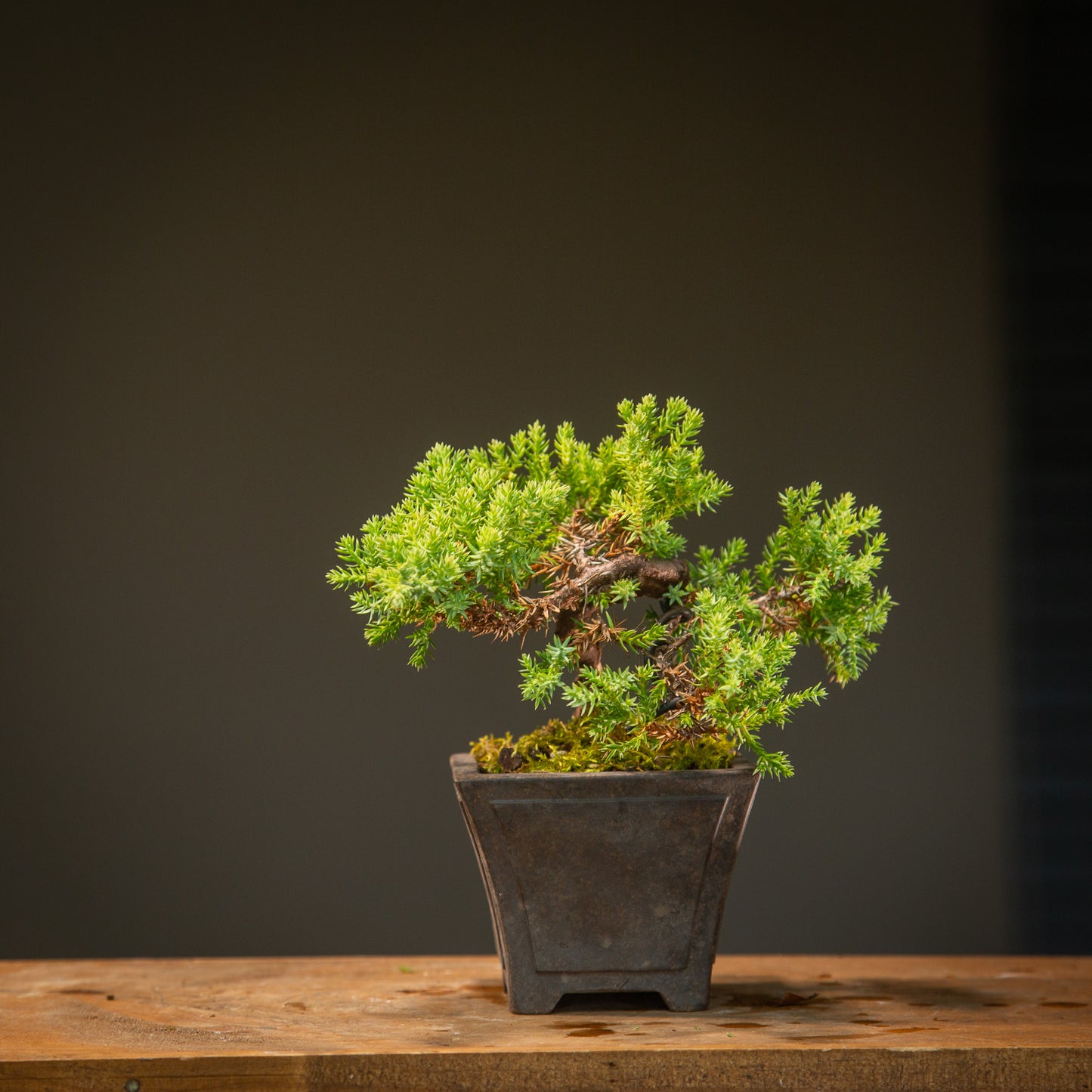 Small Juniper Bonsai (SJ002)