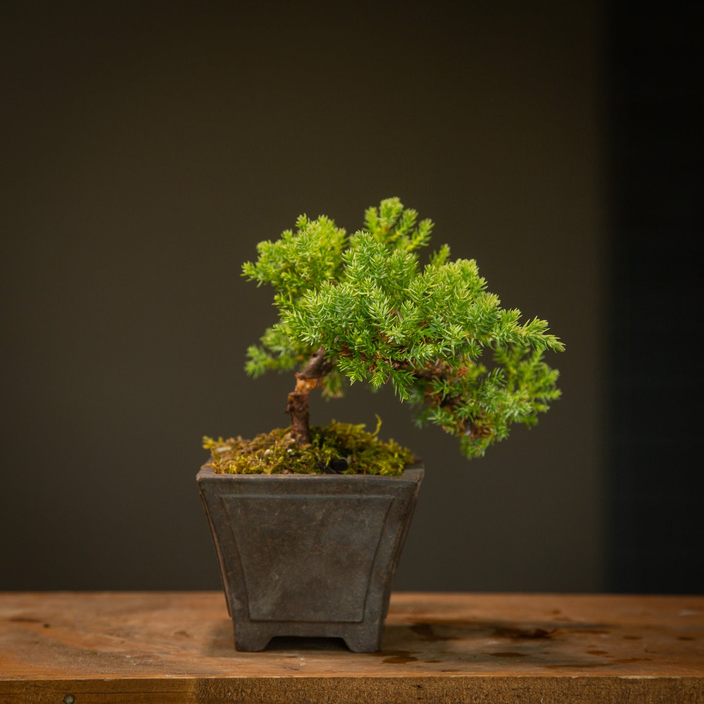 Small Juniper Bonsai (SJ002)