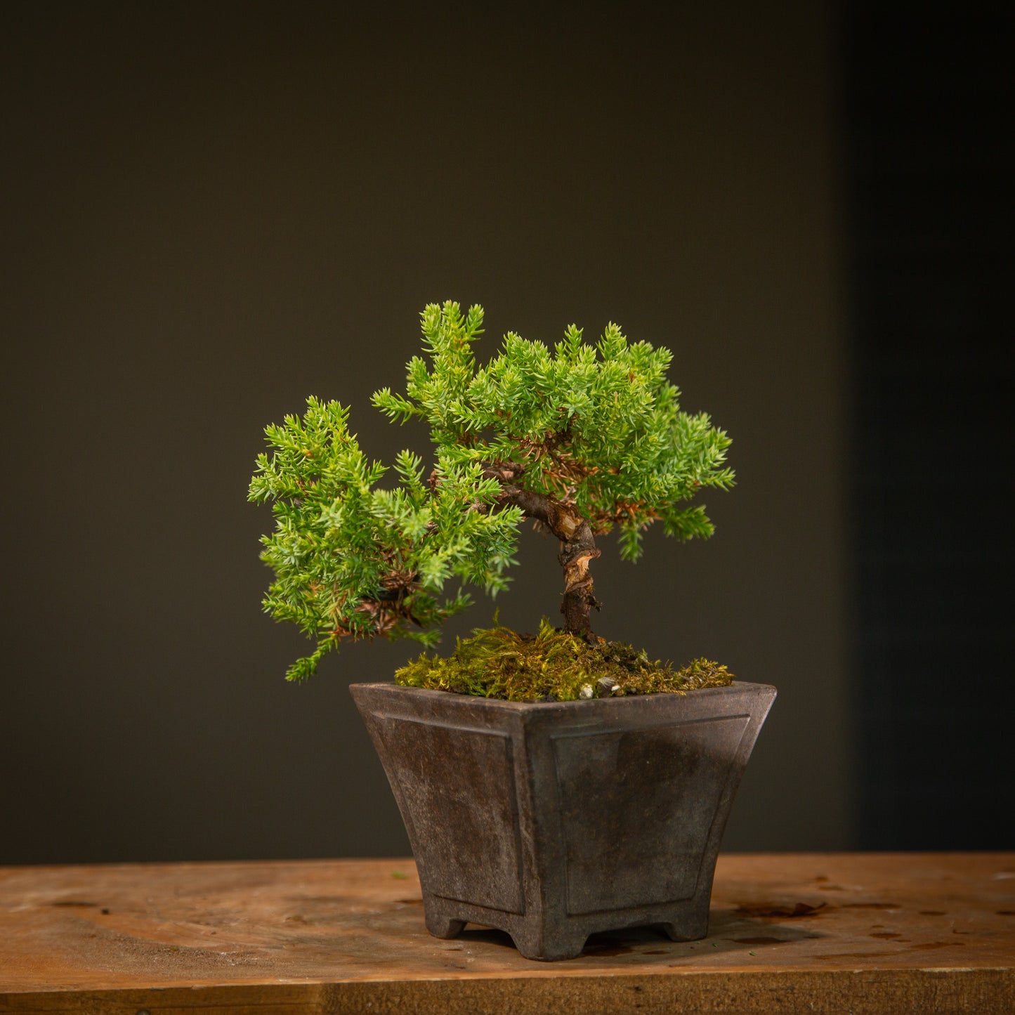 Small Juniper Bonsai (SJ002)