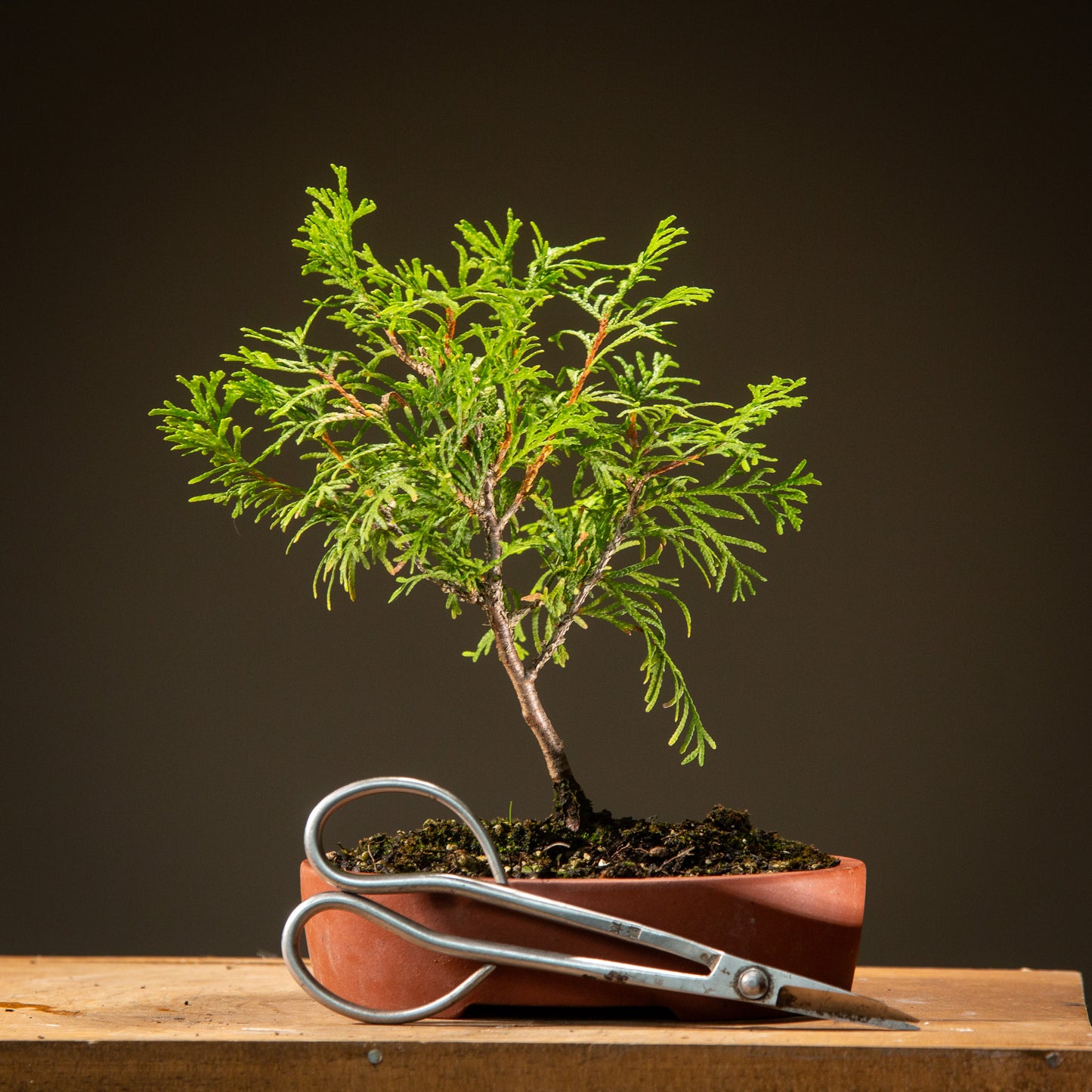 Small Thuja Bonsai (TH001)