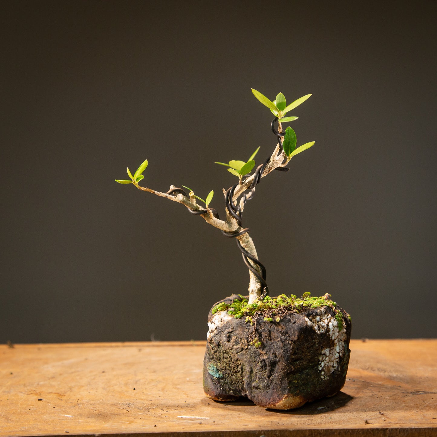Mame Olive in Textured Pot (MO002)