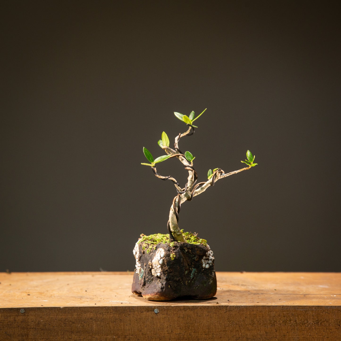 Mame Olive in Textured Pot (MO002)