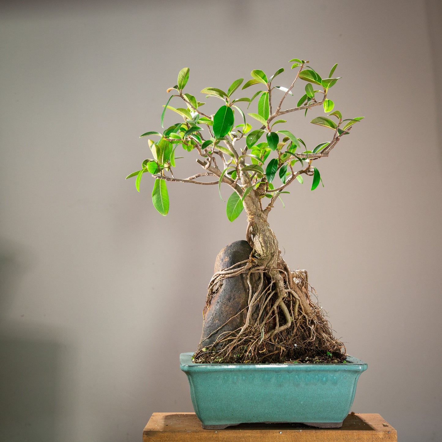 Large root over rock ficus (LF002)