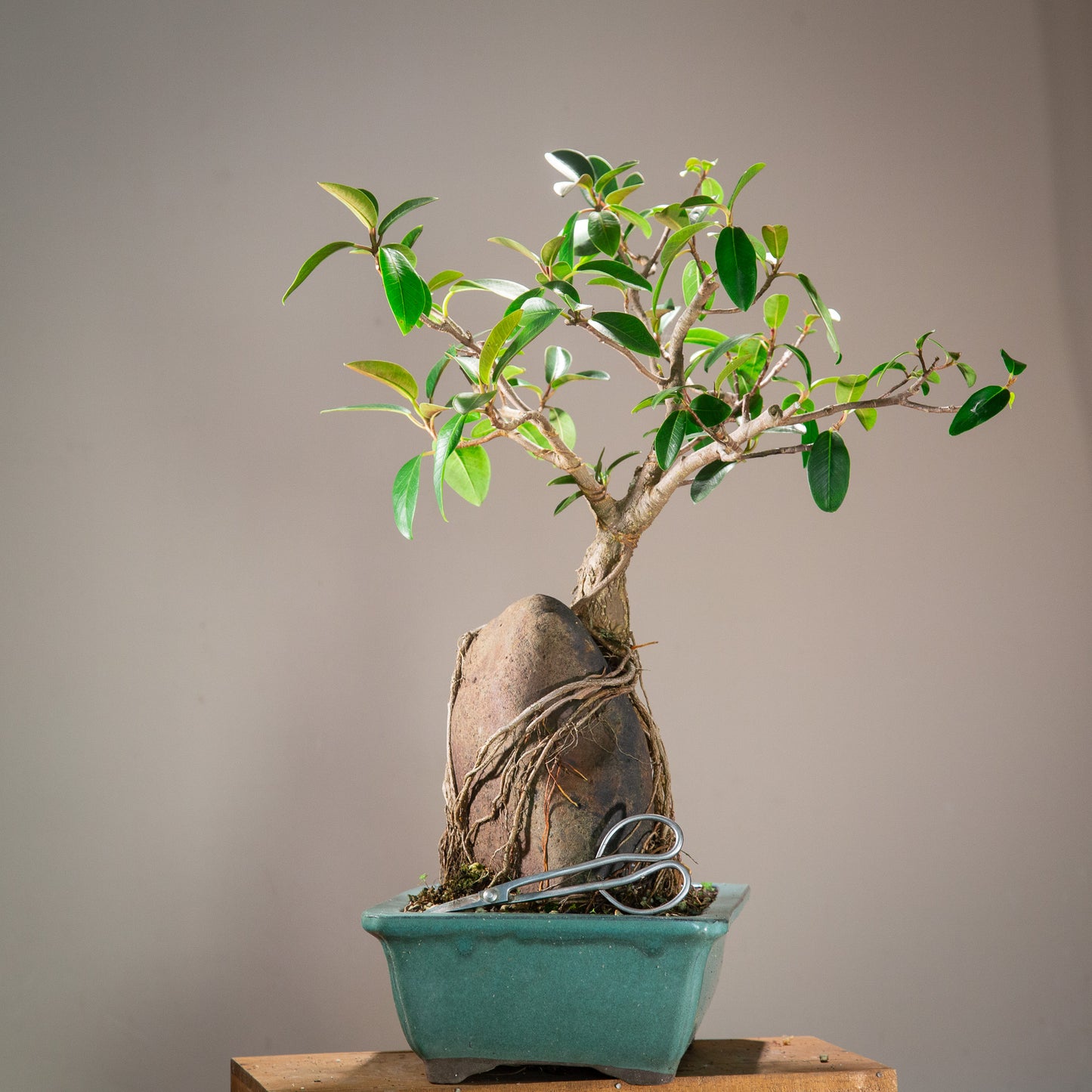 Large root over rock ficus (LF002)