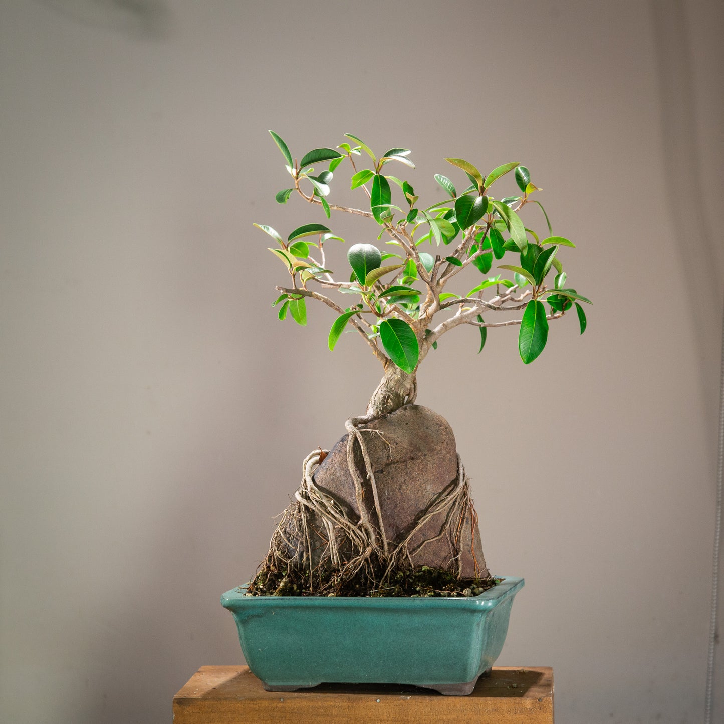 Large root over rock ficus (LF002)